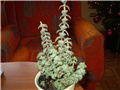 crasula